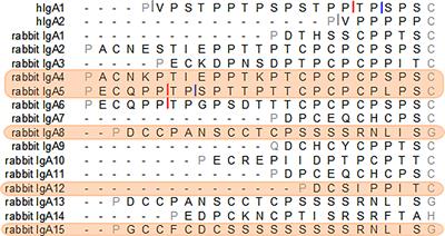 Rabbit IgA Hinges That Resist IgA1 Protease Action Provide Options for Improved IgA-Based Therapeutic Agents